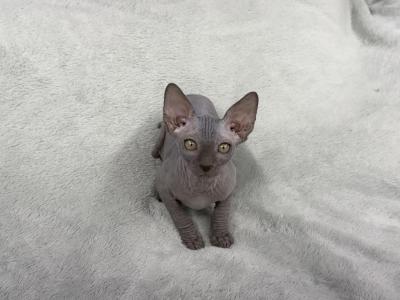 Cobalt - Sphynx - Gallery Photo #1