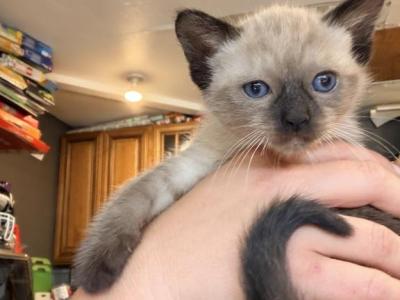 Siamese Male - Domestic - Gallery Photo #1
