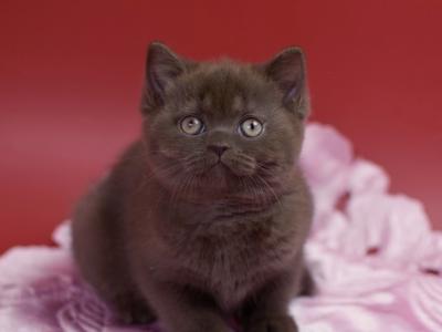 British Shorthair Kittens - British Shorthair - Gallery Photo #1