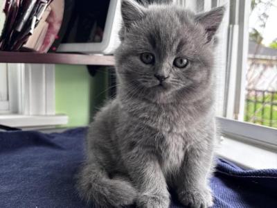 British Shorthair Kittens Ready Now - Domestic - Gallery Photo #1