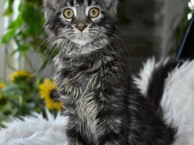 Maine Coon Kittens  For Sale - Maine Coon - Gallery Photo #1