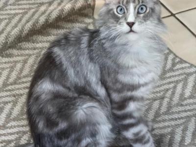 Blue Eyed Silver Main Coon - Maine Coon - Gallery Photo #1