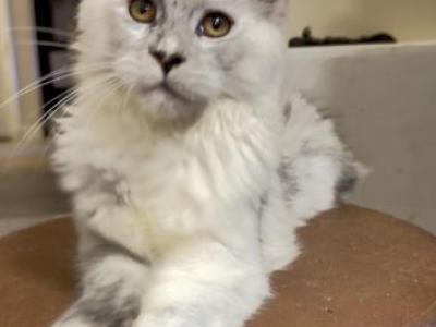 Luna Female High Smoke Polydactyl - Maine Coon - Gallery Photo #1