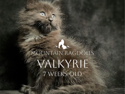 Valkyrie - Ragdoll - Gallery Photo #1