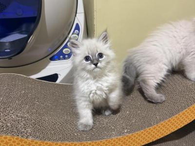 Ragdoll Kittens Ready Now - Ragdoll - Gallery Photo #1