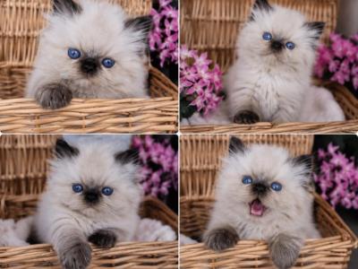 Cuties - Persian - Gallery Photo #1