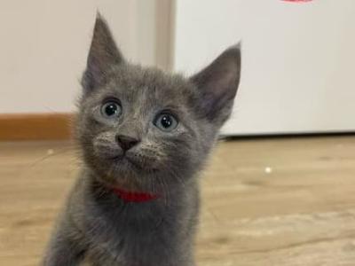 Russian Blue For Lovely Home - Russian Blue - Gallery Photo #1