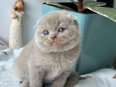 Scottish Fold Kittens Ready Now - Scottish Fold - Gallery Photo #1