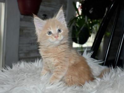 Munchkin Kittens Ready Now - Maine Coon - Gallery Photo #1