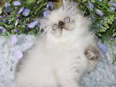 Persian Kittens  Ready Forever - Persian - Gallery Photo #1