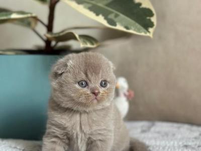 Scottish Fold Kittens Ready Now - Scottish Fold - Gallery Photo #1