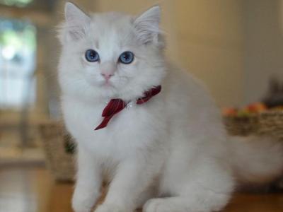 Ragdoll Kittens Ready Now - Ragdoll - Gallery Photo #1