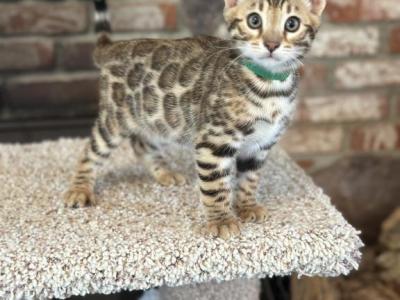 Bengal Kittens Ready Now - Bengal - Gallery Photo #1