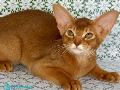 Electra - Abyssinian - Gallery Photo #1