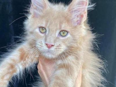 The Litter Box Lounge - Maine Coon - Gallery Photo #1