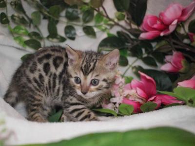 LOOK Tiny Lap Leopards  Bengal Kittens - Bengal - Gallery Photo #1
