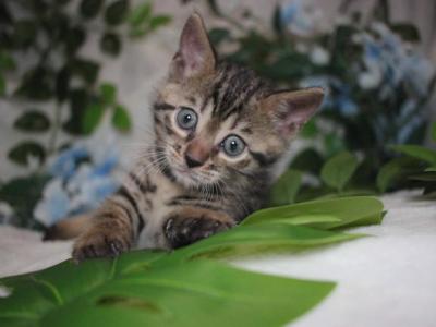 Bengal Kittens - Bengal - Gallery Photo #1