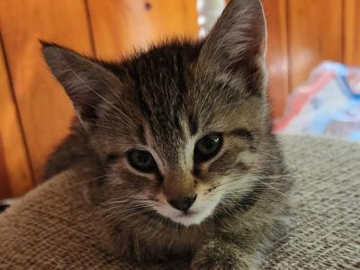 Mixed Colors - American Shorthair - Gallery Photo #1