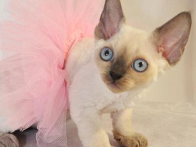 Agatha - Devon Rex - Gallery Photo #1