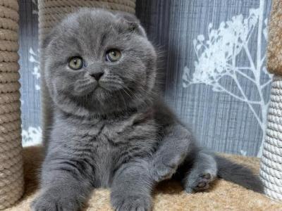 Blue Kittys - Scottish Fold - Gallery Photo #1
