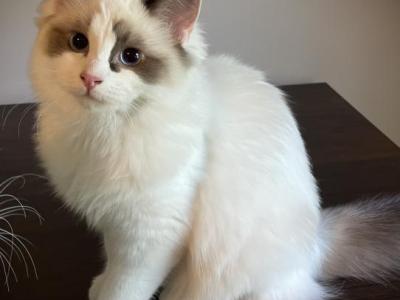 Jay - Ragdoll - Gallery Photo #1