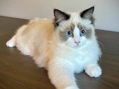 Samantha - Ragdoll - Gallery Photo #1