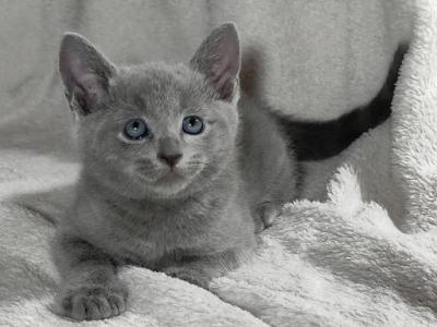 Russian Blue - Russian Blue - Gallery Photo #1