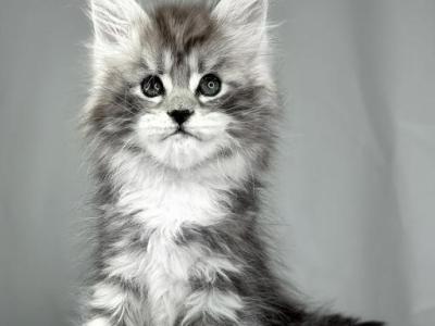 Maine Coon - Maine Coon - Gallery Photo #1