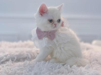 Zombie - Persian - Gallery Photo #1