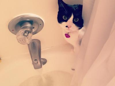 Kitty - Domestic - Gallery Photo #1