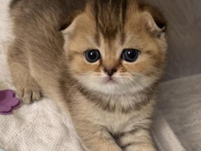Luba - Scottish Fold - Gallery Photo #1