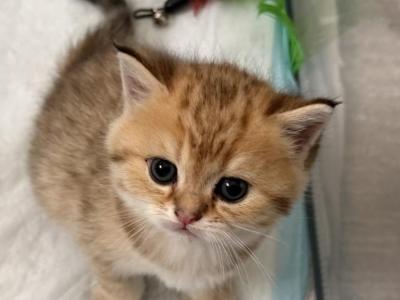 Roma - American Wirehair - Gallery Photo #1