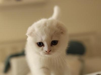 Liza - Scottish Fold - Gallery Photo #1