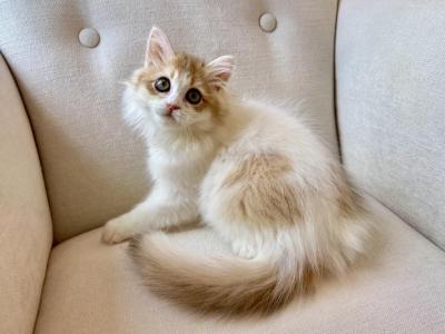 British Longhair Bicolor Female - British Shorthair - Gallery Photo #1