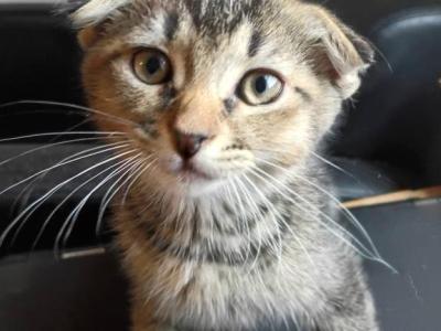 Teo - Scottish Fold - Gallery Photo #1
