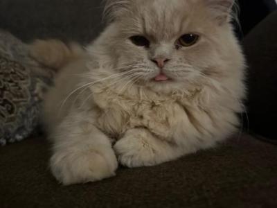 Cookie - Persian - Gallery Photo #1