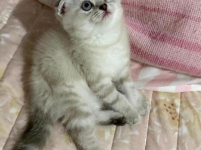 Lord - Scottish Fold - Gallery Photo #1