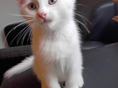 Gucci - Scottish Fold - Gallery Photo #1