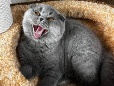 Felisia - Scottish Fold - Gallery Photo #1