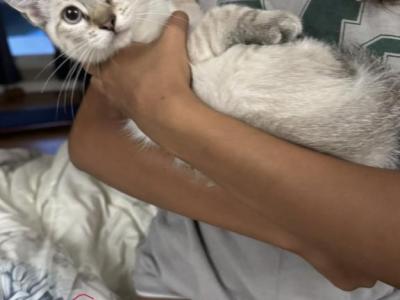Lynx Point - Siamese - Gallery Photo #1