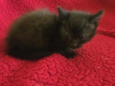 Mike - Munchkin - Gallery Photo #1