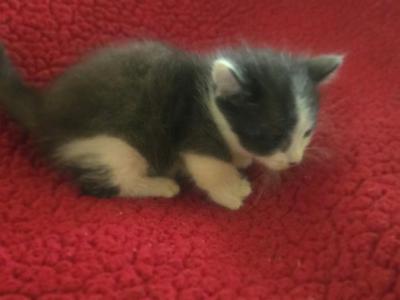Buttons - Munchkin - Gallery Photo #1