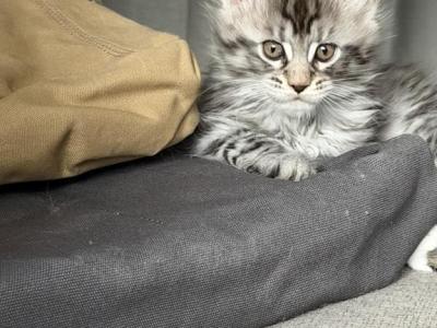 Mavrick - Maine Coon - Gallery Photo #1