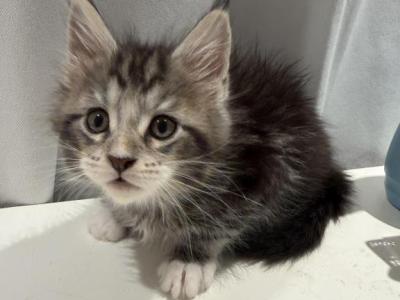 Brad - Maine Coon - Gallery Photo #1