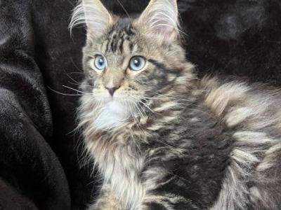 Peter Pan - Maine Coon - Gallery Photo #1