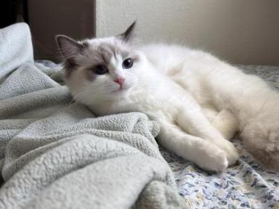 Yuki - Ragdoll - Gallery Photo #1