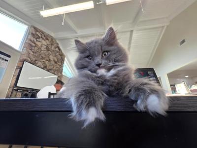 Balls - Ragamuffin - Gallery Photo #1