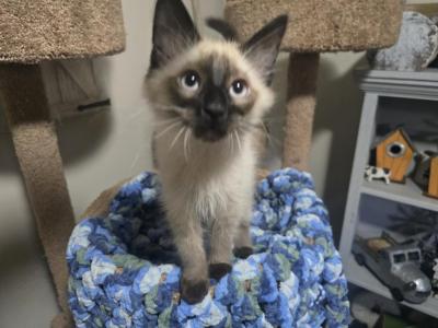 Handsome Balinese Boy Kitten - Balinese - Gallery Photo #1