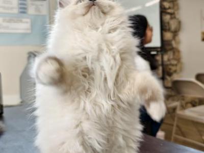 Snow - Ragamuffin - Gallery Photo #1