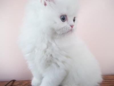 MAX - Persian - Gallery Photo #1